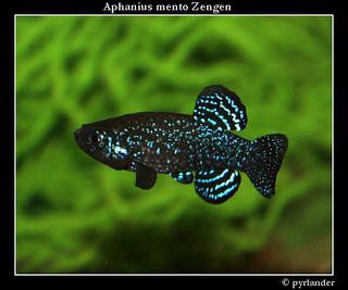 Aphaniuus Mento Zengen